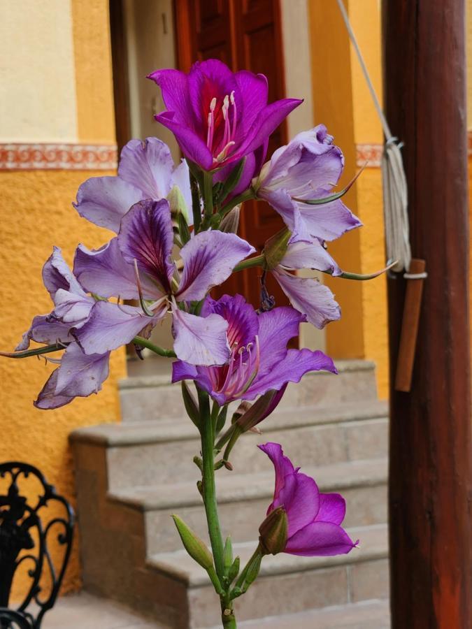 Casita Privada Del Chan กัวนาฮัวโต ภายนอก รูปภาพ